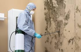 Best Mold Damage Restoration  in Quail Creek, TX